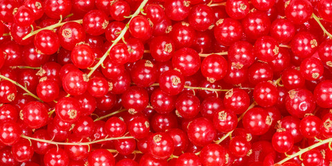 Red currants berry fruits collection food background banner berries fresh fruit