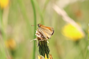 Skipper Butterfly on Hawkbit Flower Head