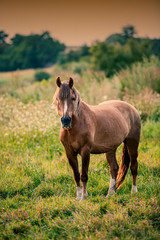 Domestic Horse Stands on Pasture in the Evening.