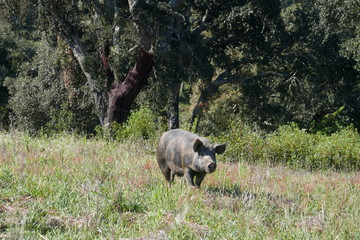 Free-roaming black pigs graze on the expansive natural terrain of a farm in Portugal, in the Alentejo.