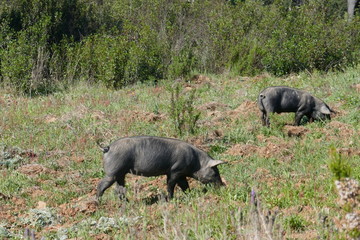 Free-roaming black pigs graze on the expansive natural terrain of a farm in Portugal, in the Alentejo.