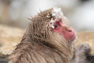 Macaque enjoying the hot spring natural spa in Jigokudani Monkey Park 