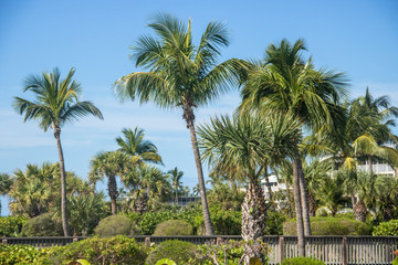 Palmen in Florida