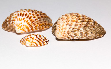 Sea shells