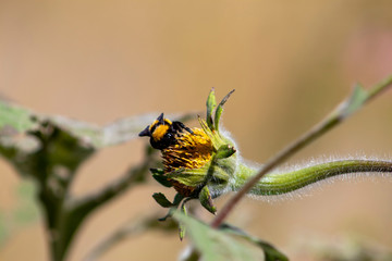 Abejorro posado sobre girasol amarillo