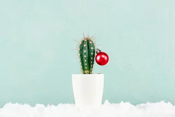 Fototapete Funny Cristmas cactus decorated with red Christmas ball with snow © alinakho