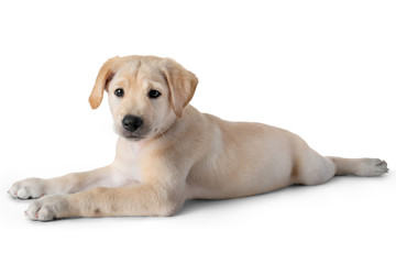 Puppy Yellow Labrador Retriever lay down- two months old- isolated on white background
