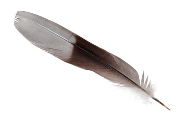 Feather isolated on white background