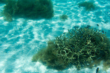 Naklejka na ściany i meble A coral reef scene