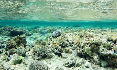 Fototapeta na wymiar A coral reef scene
