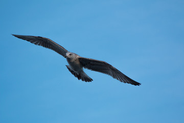 Seagull on flight