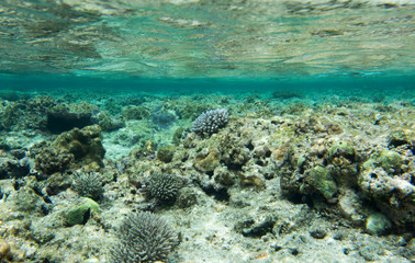 Naklejka na ściany i meble A coral reef scene