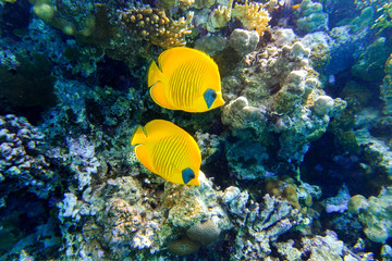 Naklejka na ściany i meble Masked Butterflyfish (Chaetodon semilarvatus) In The Ocean Near Coral Reef. Colorful Tropical Fishes With Black And Yellow Stripes In The Red Sea.