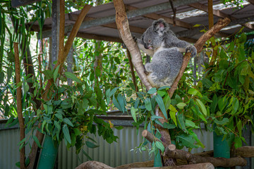  an Australian koala bear sits comfortably in a branch fork and eats green leaves