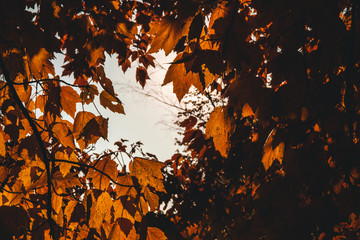 Window in the Tree