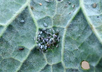 Aphids on the rapeseed leaf