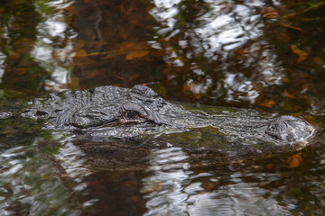 Alligator im Mangrovenwald
