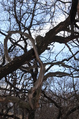 Fototapeta na wymiar Dry tree in the steppe.