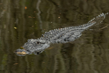 Alligator im Everglades Nationalpark