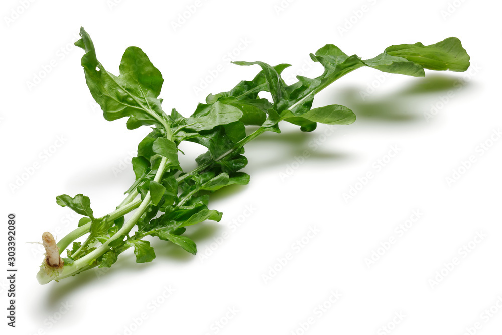 Wall mural bunch of fresh rucola isolated on white background