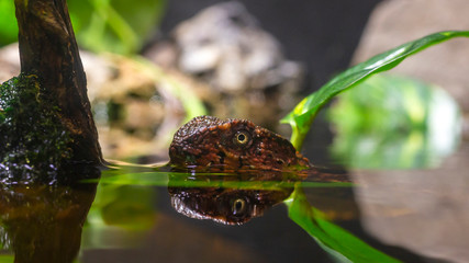 close up portrait of a chinese crocodile lizard