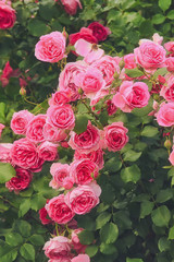 Bush of pink roses, summertime floral background - 303392291