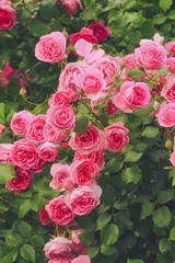 Poster Busch von rosa Rosen, Blumenhintergrund der Sommerzeit © e_polischuk
