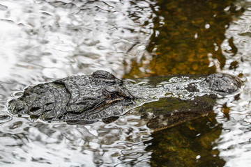 Alligator im Panther National Wildlife Refuge in Florida