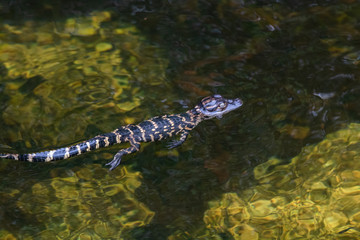 Baby Alligator im Everglades Nationalpark