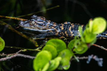 Baby Alligator im Everglades Nationalpark