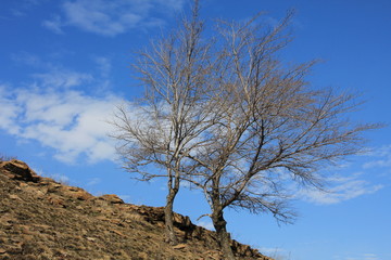 Dry tree in the steppe.