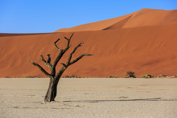 Silhouettes of dry hundred years old trees in the desert among red sand dunes. Unusual surreal alien landscape with dead skeletons trees. Deadvlei, Namib-Naukluft National Park, Namibia. Namib desert