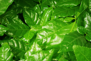 tropical palm leaves