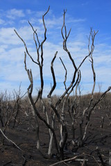 Trees after a fire.