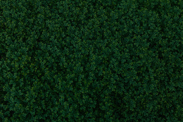Dark Green Plants Background