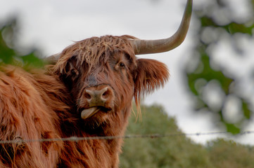 portrait of highland cattle