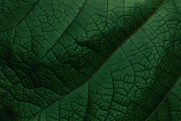 Dark Green Plants Background