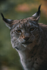 Obraz premium Luchs 6