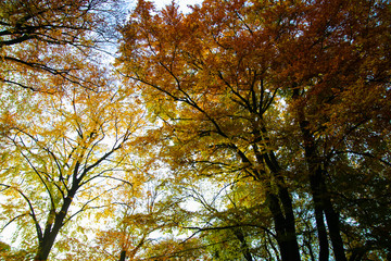 Low angle view on beech treetop in autumn colors against sky in german forest - Viersen, Germany