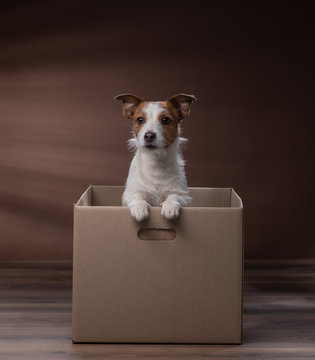 Dog In A Box, Moving. Pet At Home. Funny Jack Russell Terrier. Mail, Package