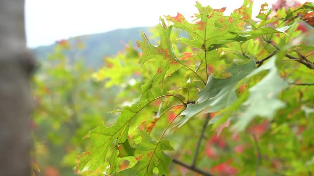 Isolated colorful autumn oak leaves in the early autumn just as they are turning yellow and red - parallax motion