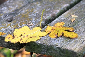 Fallen autumn leaves on a Park bench