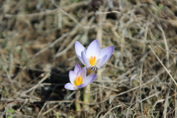 Spring crocus flower.