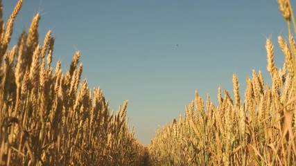 field of ripening wheat against the blue sky. Spikelets of wheat with grain shakes wind. grain harvest ripens in summer. agricultural business concept. environmentally friendly wheat