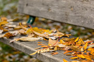 Bench in Autumn park covered with autumn leaves