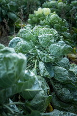 Wachsender Kohl, Kohlpflanze