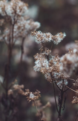 Gräser und Äste im Wald