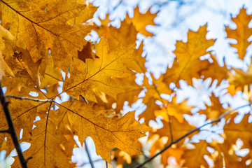 Oak tree leaves against the sky in autumn on a sunny day 