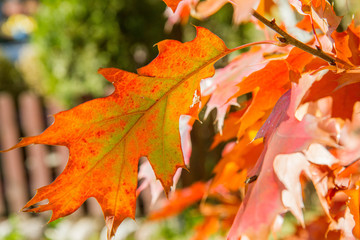 Oak tree leaves in autumn on a sunny day 