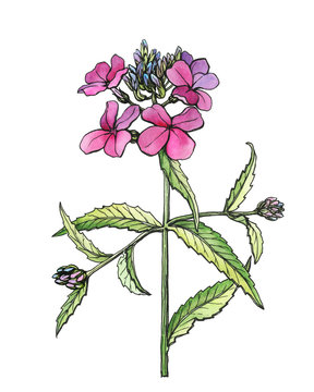 Branch of Hesperis matronalis flower (dame's rocket, damask-violet, sweet rocket, summer lilac, queen's gilliflower). Black outline illustration with watercolor hand drawn painting, isolated on white